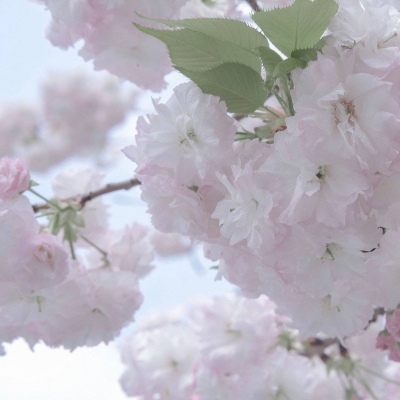 兽设简约风格设计兽圈社群